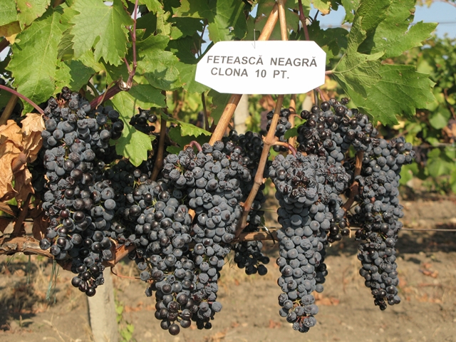 feteasca neagra clona cel mai bun vin rosu romanesc